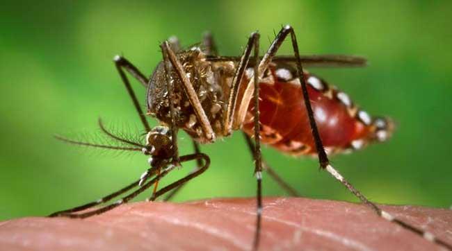 cuatro-regiones-de-peru-seran-declaradas-en-emergencia-por-dengue