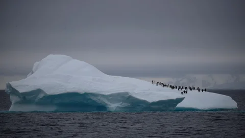 Bird flu reaches Antarctica