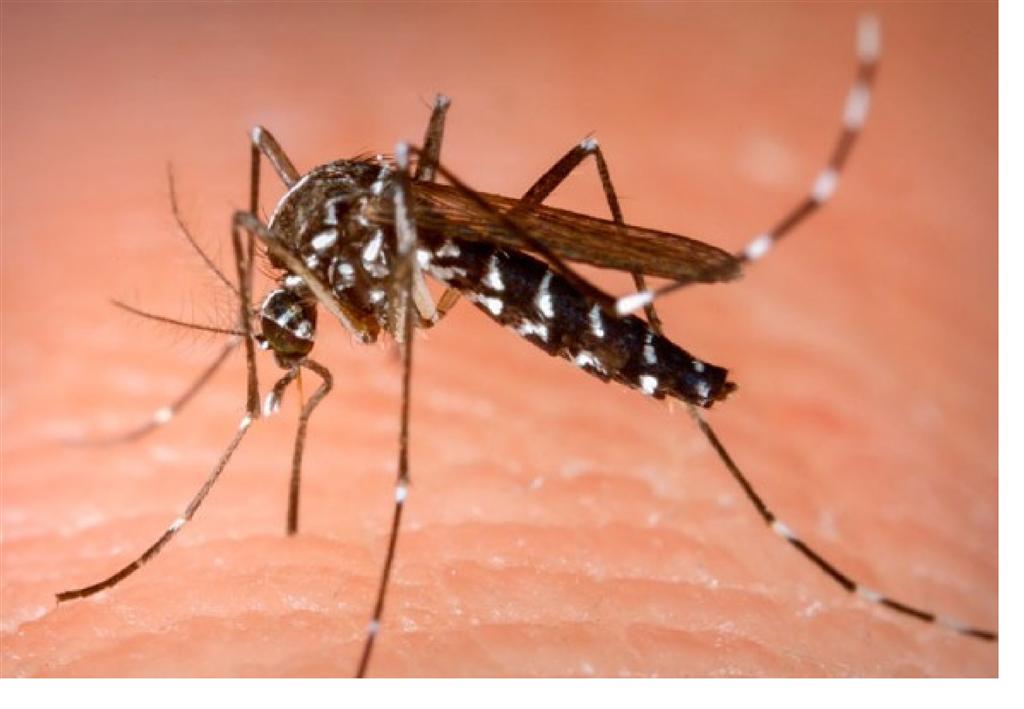 unas-400-muertes-y-mas-de-millon-500-mil-casos-de-dengue-en-brasil