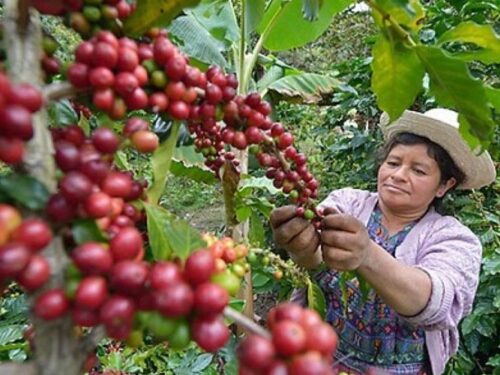 el-salvador-esperanzado-por-repunte-de-precios-del-cafe