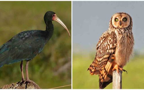 retorna-fauna-avicola-a-laguna-chilena-recuperada