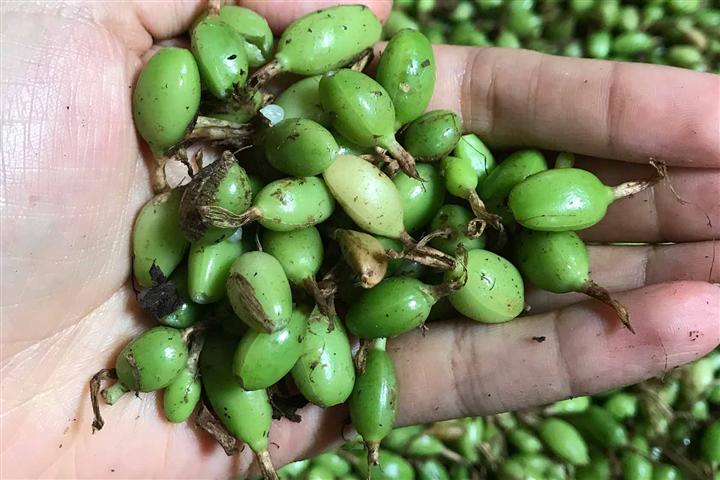 cardamomo-produccion-afectada-por-ola-de-calor-en-guatemala