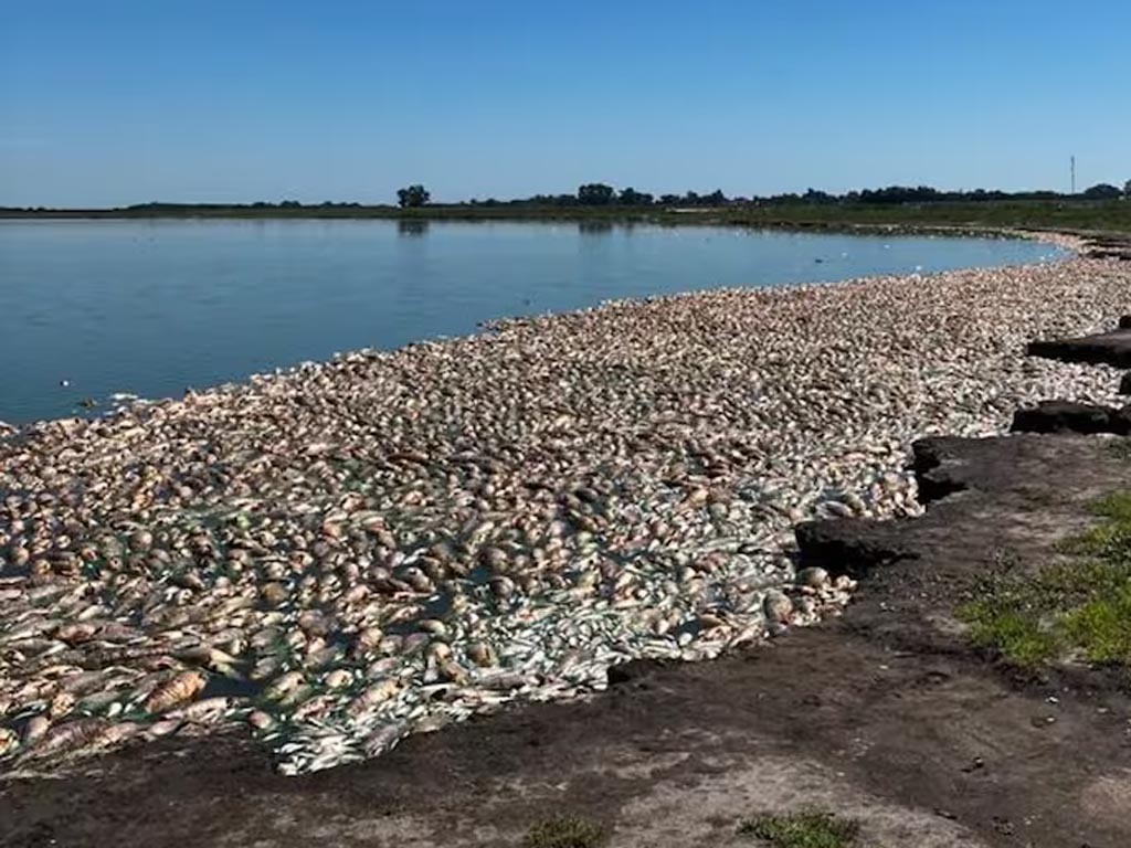 suriname-investiga-muerte-masiva-de-peces-y-tortugas