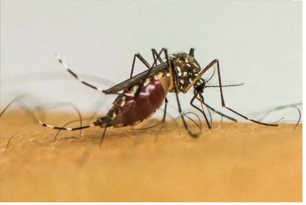 brasil-encabeza-listado-de-dengue-con-mas-de-63-millones-de-casos