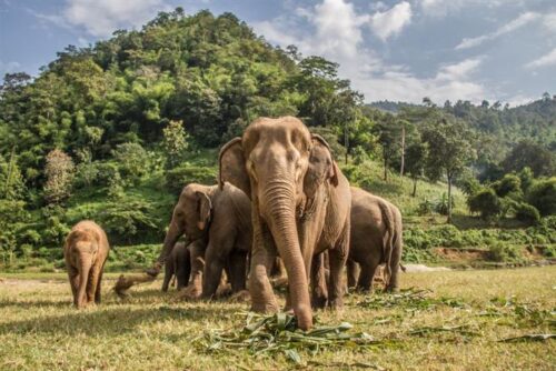 elefante-enardecido-mata-turista-en-zambia