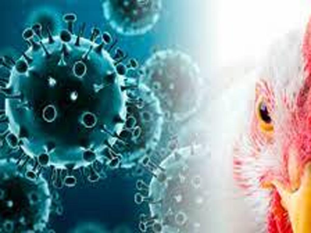 reportan-brotes-de-influenza-aviar-en-19-paises-de-las-americas
