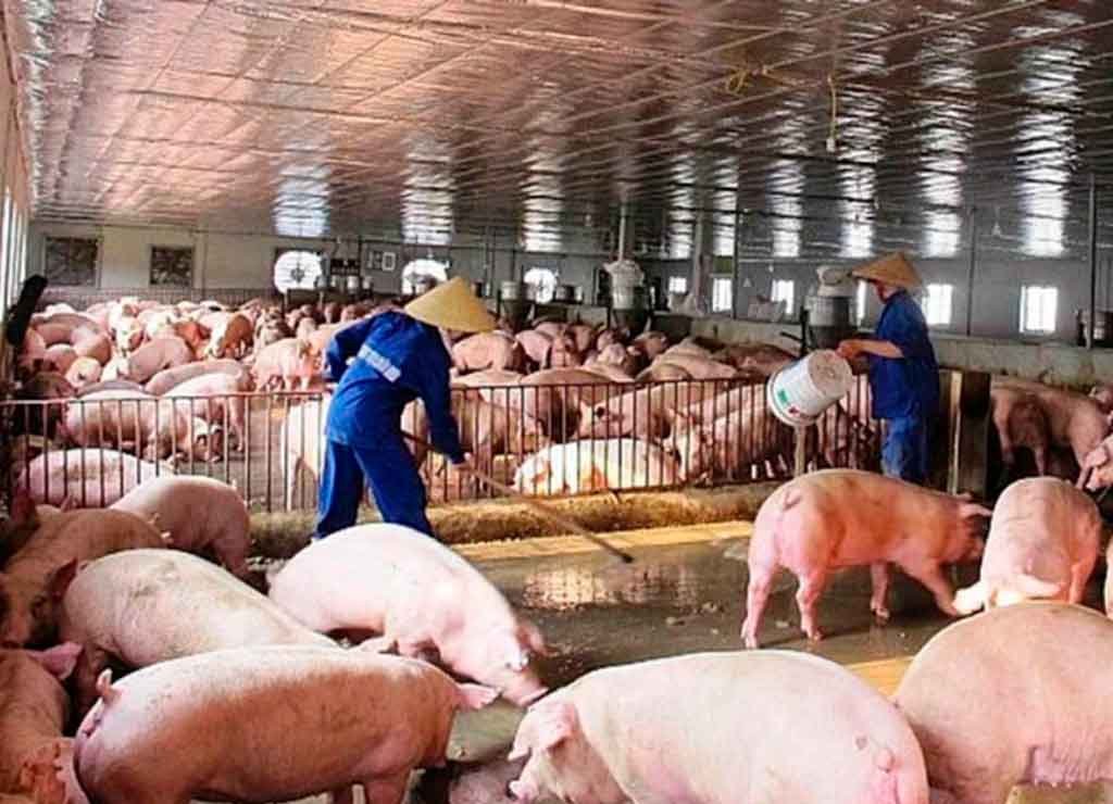 The Vietnamese government warns of livestock and poultry diseases