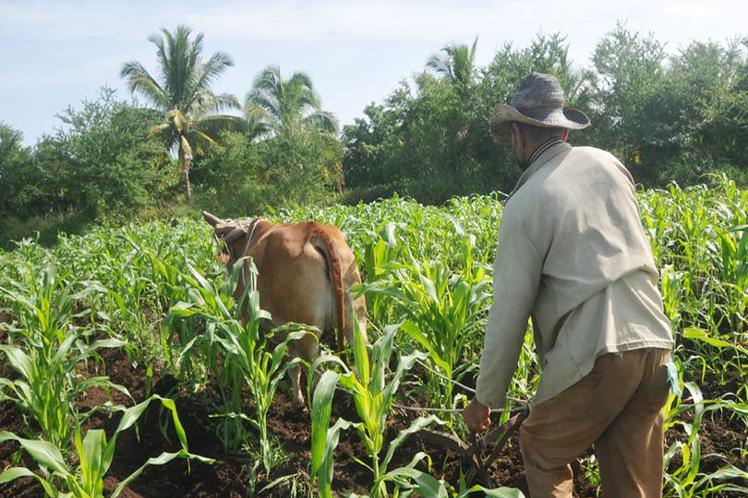 desarrollan-cumbre-campesina-en-colombia-previo-a-cop16