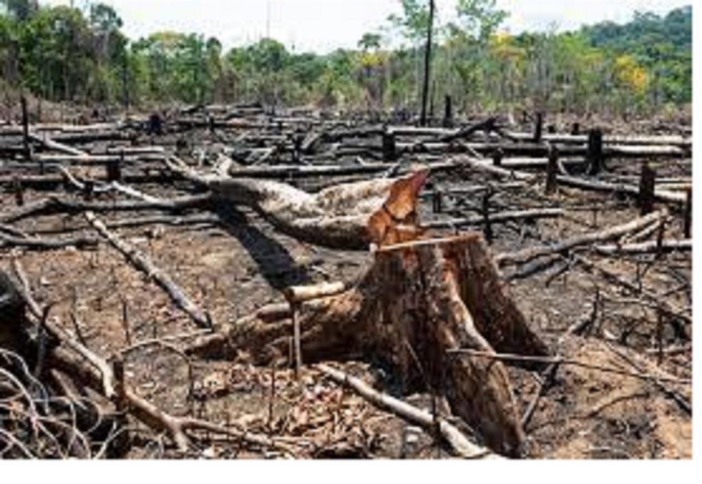 descendio-deforestacion-en-selva-amazonica-brasilena