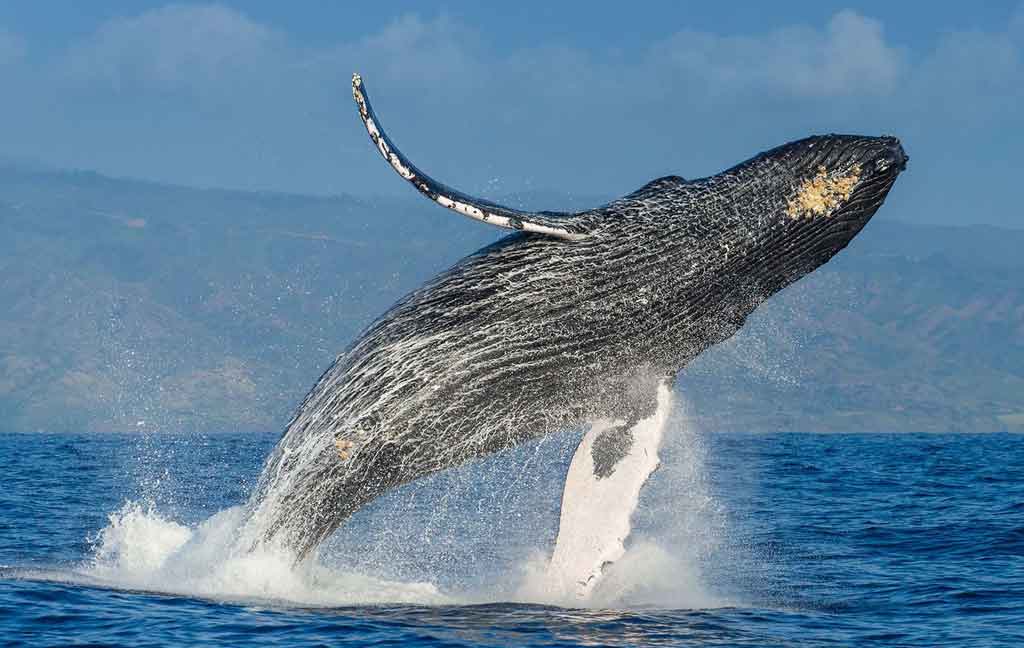 crias-de-ballenas-jorobadas-en-reserva-costarricense-de-punta-leona