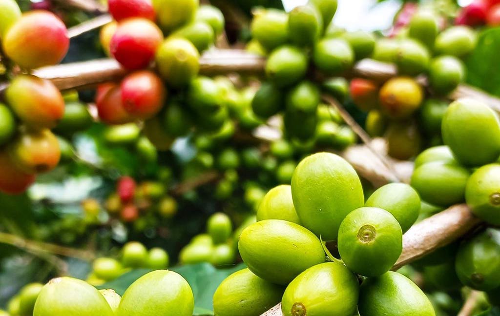 etiopia-con-ingreso-record-en-exportacion-de-cafe