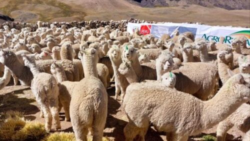 concluira-en-bolivia-encuentro-regional-sobre-camelidos-sudamericanos