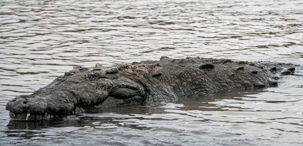 asocian-en-costa-rica-ataques-de-cocodrilos-a-epoca-de-reproduccion