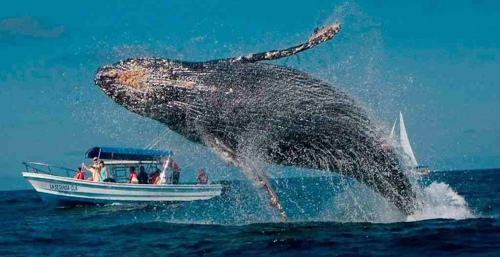 emiten-guia-para-avistamiento-de-ballenas-en-colombia