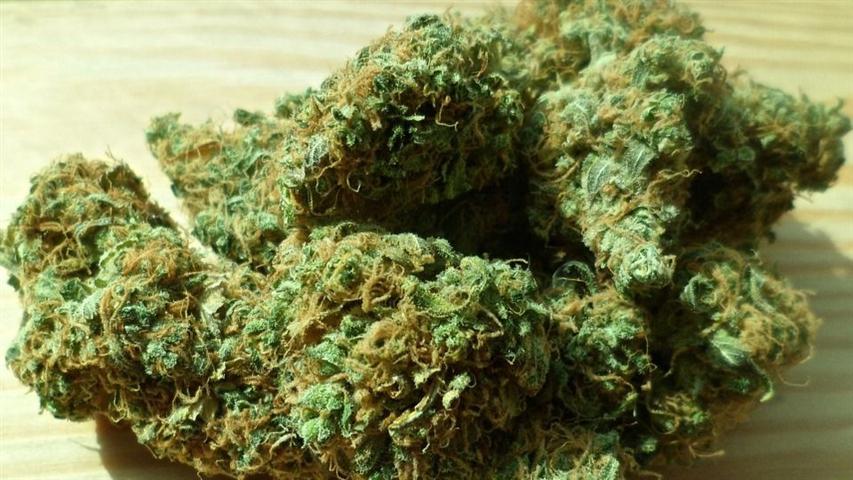 consumo-de-marihuana-legal-es-mayor-en-uruguay