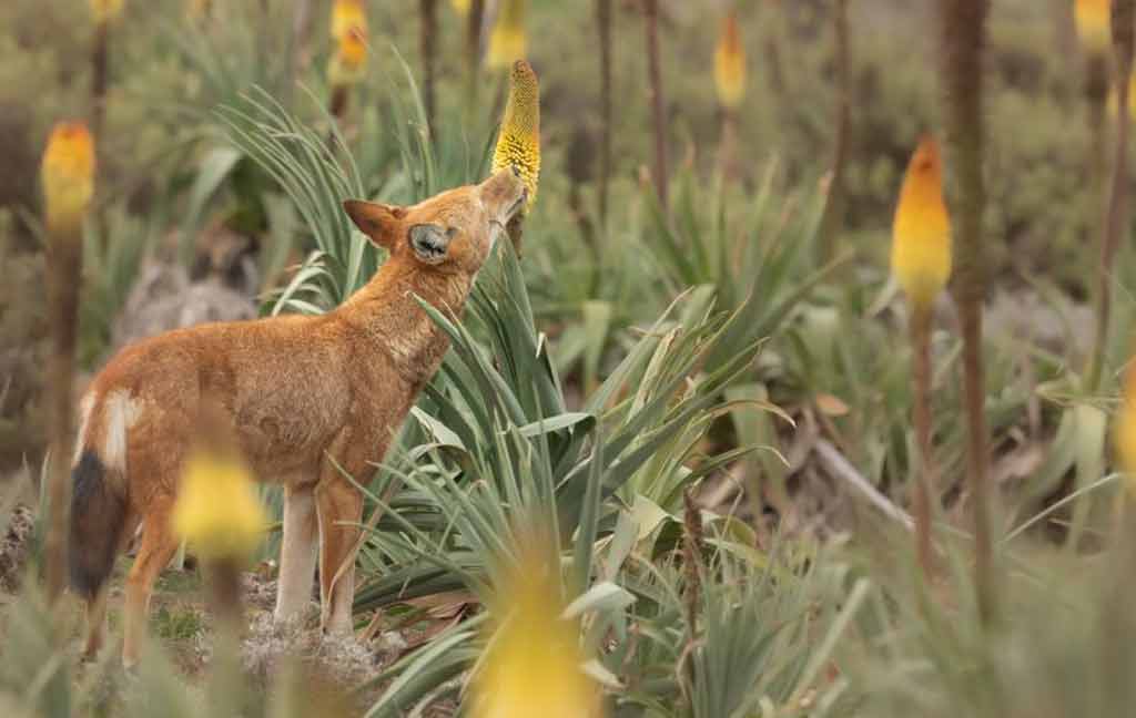 lobo-etiope-primer-carnivoro-que-se-alimenta-del-nectar-floral