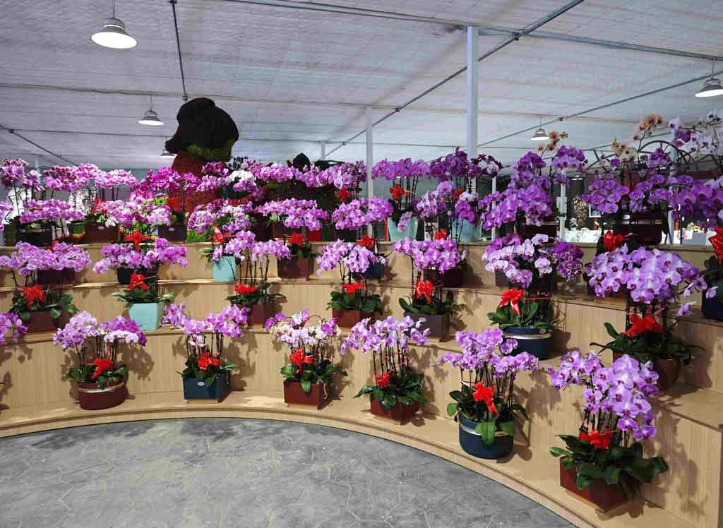 orquideas-impulsan-la-economia-de-las-flores-en-suqian-china