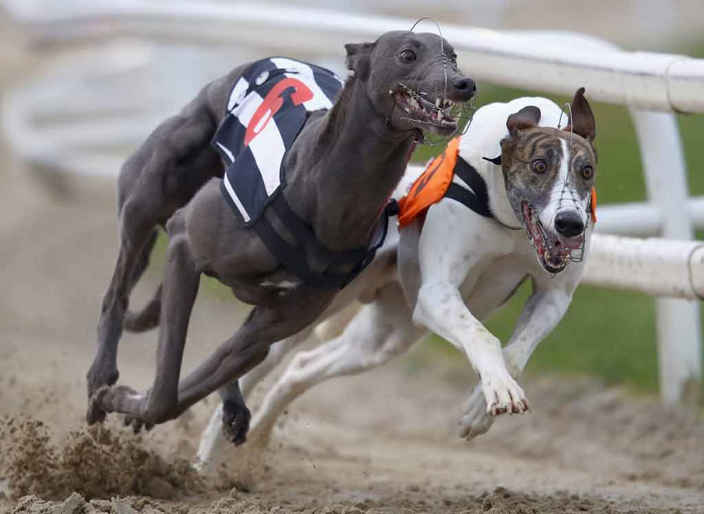 buscan-en-nueva-zelanda-prohibir-carreras-de-galgos-para-2026