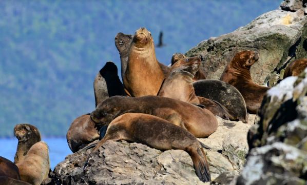 denuncian-en-chile-a-salmoneras-por-muerte-de-lobos-marinos