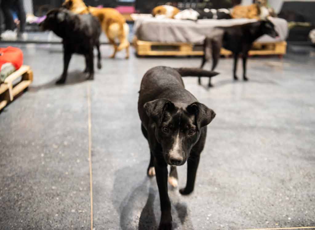 perros-y-gatos-en-mayoria-de-hogares-uruguayos-dice-censo