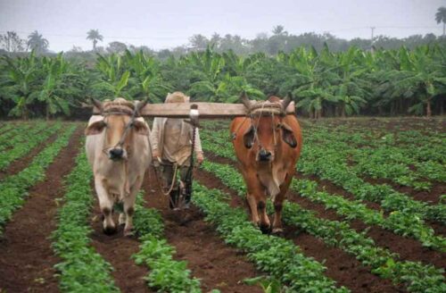 sobresale-provincia-de-cuba-en-semillas-de-hortalizas-de-calidad