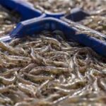 Shrimp to be collected by a cold storage truck at a shrimp farm in Bhimavaram, Andhra Pradesh, India, on Wednesday, March 9, 2022. India is expected to release trade figures on March 15. Photographer: Sumit Dayal/Bloomberg