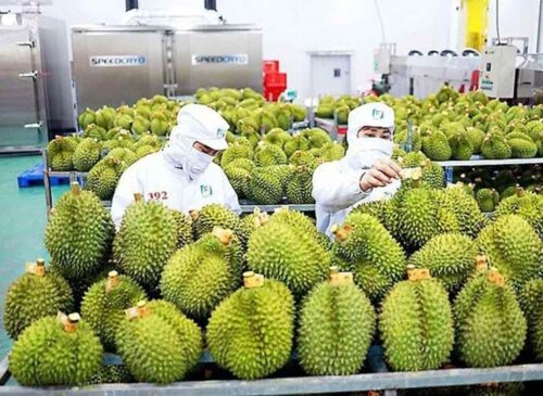 vietnam-apunta-a-record-en-exportacion-de-frutas-y-verduras-en-2025