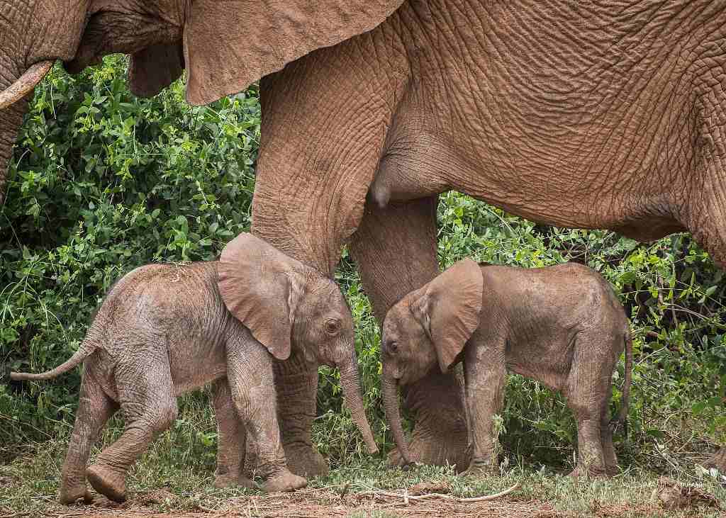 parto-multiple-alegra-a-familia-paquidermica-en-kenya